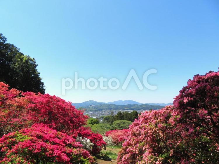笠間つつじ公園の風景 笠間つつじ公園,公園,つつじの写真素材