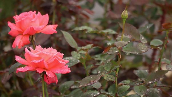雨上がりの秋バラに恋して 薔薇,バラ,ピンクの写真素材