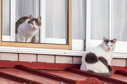 猫(353) 猫,食肉目,ネコ科の写真素材