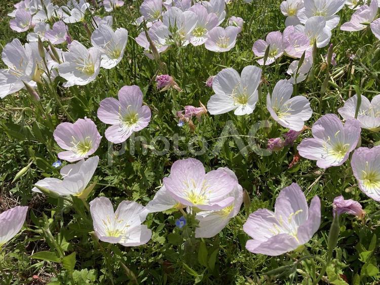 ヒルザキツキミソウ ヒルザキツキミソウ,マツヨイグサ属,帰化植物の写真素材