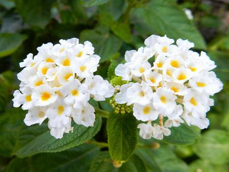 【花の写真】ランタナ（七変化） ランタナ,七変化,植物の写真素材