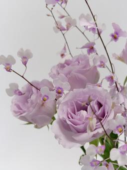 バラとオンシジウム 花,バラ,オンシジウムの写真素材