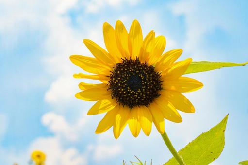 強い日差しに生える雲とひまわりの花 強い日差しに生える雲とひまわりの花の写真