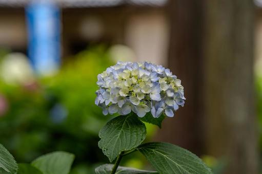 指扇アジサイまつり2025年 指扇アジサイまつり2025年 アジサイ,紫陽花,花の写真素材