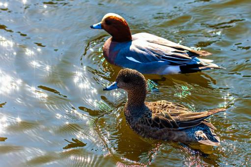 2羽のヒドリガモ 2羽のヒドリガモ ヒドリガモ,緋鳥鴨,ツガイの写真素材