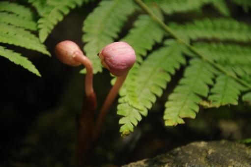 山に咲く花 山に咲く花の写真