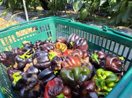 Harvesting summer vegetables, black peppers, JPG