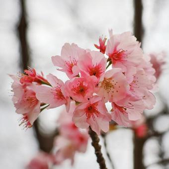 はるのおとずれの写真