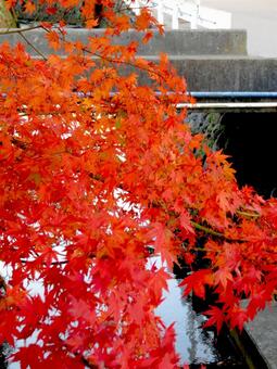 水路脇の植え込みで赤く色付く紅葉 紅葉,葉,枝の写真素材