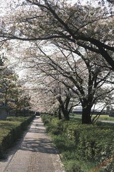 Cherry blossom trees, JPG Cherry blossom trees, JPG