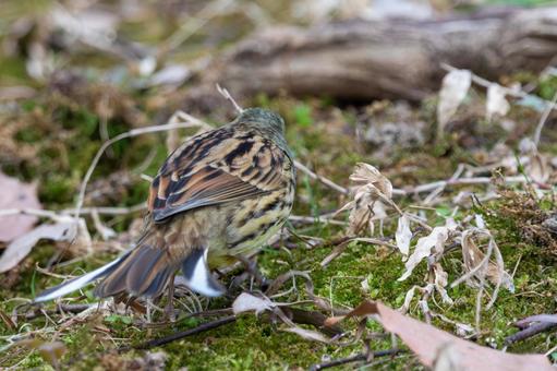 枯葉の中を歩くアオジ 枯葉の中を歩くアオジの写真