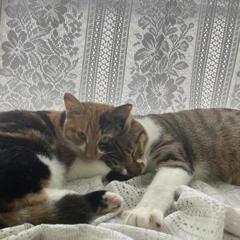 仲良し 仲良し 仲良し,猫,2匹の写真素材