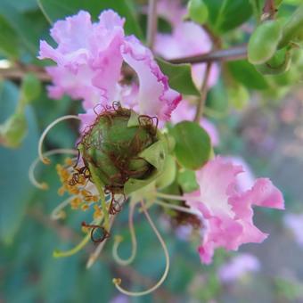 サルスベリ サルスベリ サルスベリ,花,花びらの写真素材