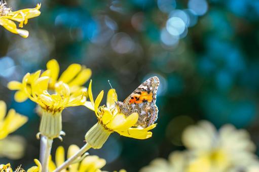 Photo, butterfly, shark's beard, flower, 
