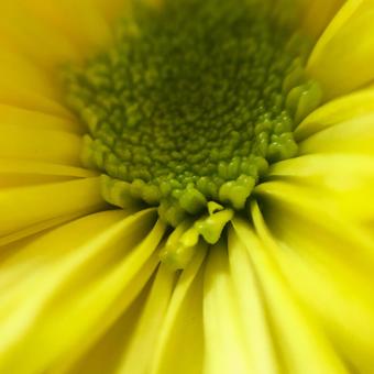 黄色い花の写真