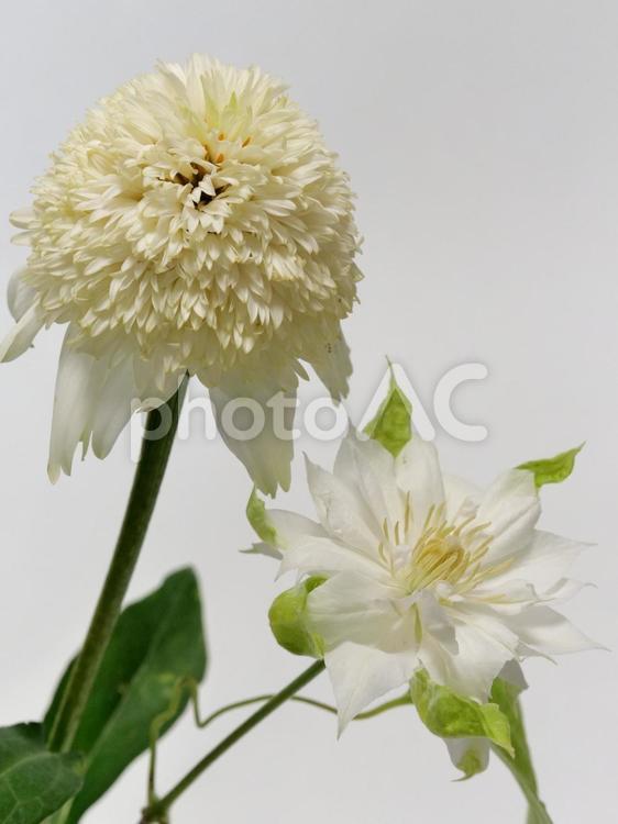 クレマチスとエキナセア 花,エキナセア,クレマチスの写真素材