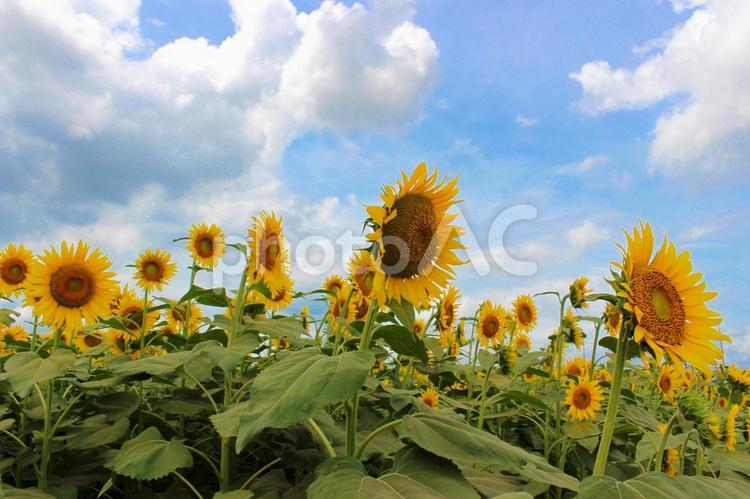 《神奈川県座間市》　座間市ひまわり畑 ひまわり,ひまわり畑,ヒマワリの写真素材