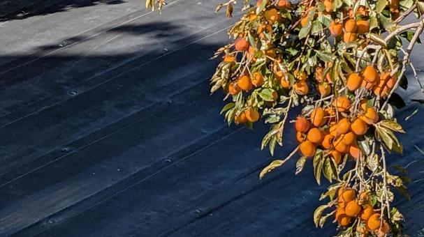 かき 柿,柿の実,柿の木の写真素材