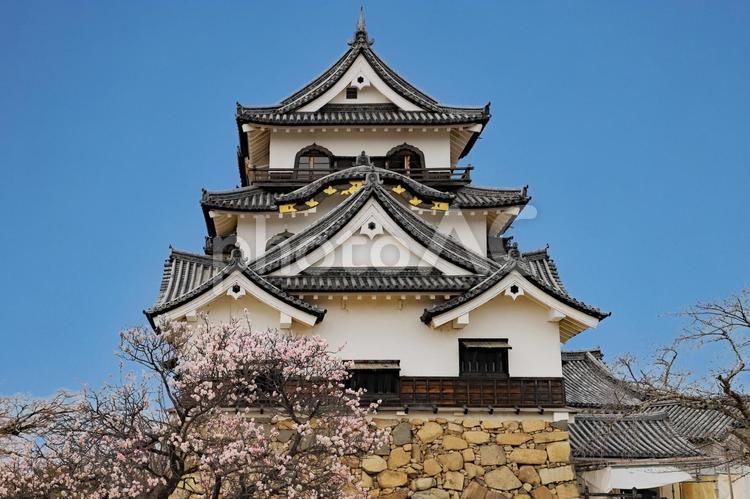 現存天守彦根城1 彦根城,現存天守,梅花の写真素材