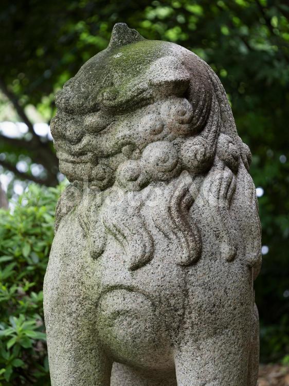 鐸比古鐸比賣神社の狛犬 鐸比古鐸比賣神社,狛犬,神社の写真素材