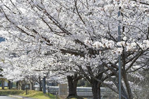 桜の木 桜,春,花の写真素材