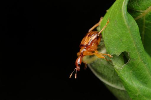 Photo, usmon otoshibumi, attelabidae, weevil, 