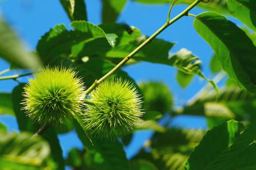 Photo, chestnut, chestnut tree, green, 