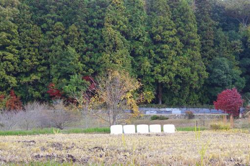 刈り取りの終わった田んぼ 刈り取り後,風景,田んぼの写真素材