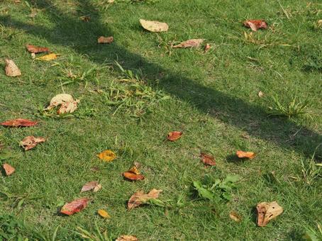 紅葉した葉っぱと木の影が落ちた芝生 紅葉した葉っぱと木の影が落ちた芝生の写真