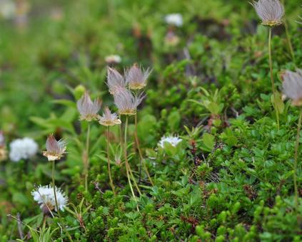 チングルマの綿毛 チングルマの綿毛 チングルマ,綿毛,高山植物の写真素材
