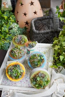 succulent plants succulent plants