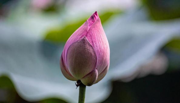 蓮の花 ハス れんこん畑 蓮の花 ハス れんこん畑の写真