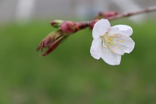 Sakura, JPG