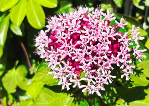 Photo, natural, flower, pink, 