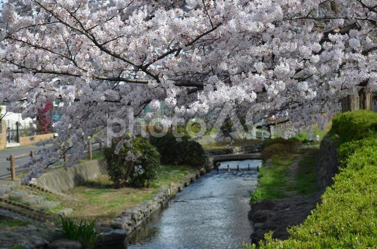 二ケ領用水路の生田の桜 サクラ,ピンク,鮮やかの写真素材