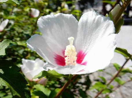 [Flower photo] White Rose of Sharon, JPG
