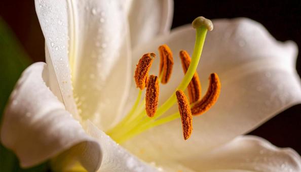 白いテッポウユリの花 白いテッポウユリの花の写真