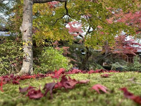 Photo, autumn leaves, plant, grass, 