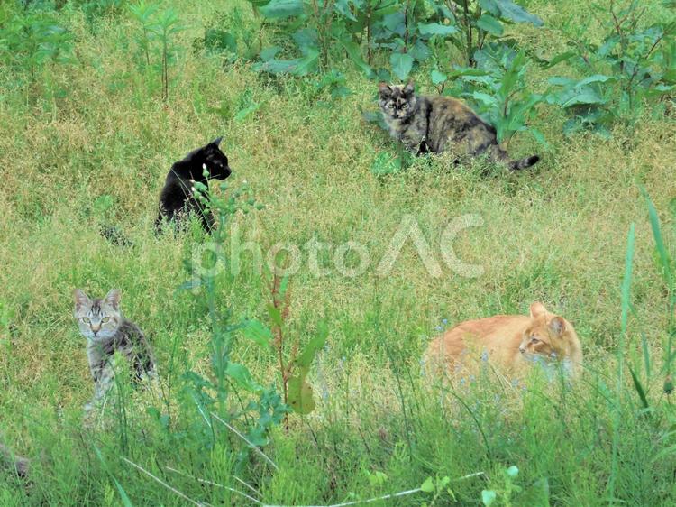 290　野の猫 猫,北海道,北の大地の写真素材