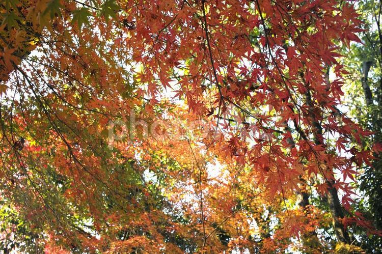 宇治の紅葉 宇治,京都,さわらびの道の写真素材