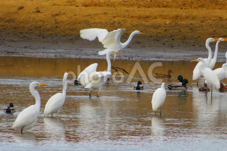 １２月上旬の友常池のくつろぐ水鳥 背景,水鳥,野鳥の写真素材