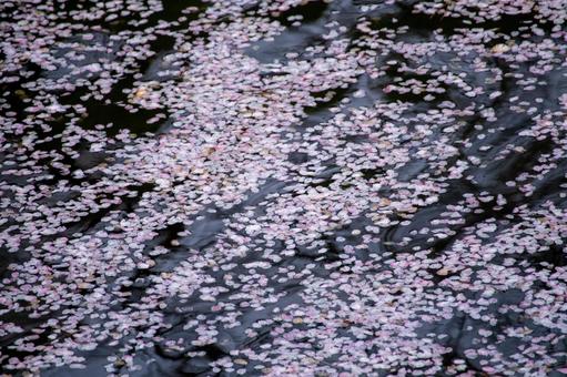 水面に浮かぶ桜の花びら 水面に浮かぶ桜の花びらの写真