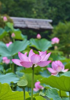 Oga lotus, JPG