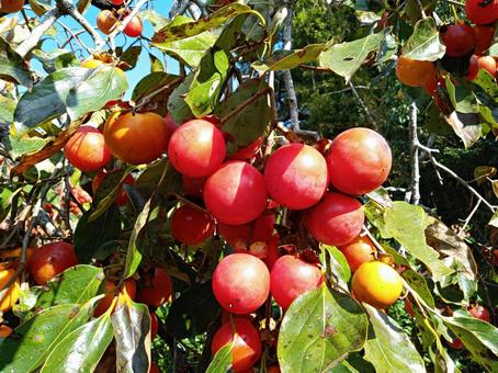 渋柿 柿,カキ,渋柿の写真素材