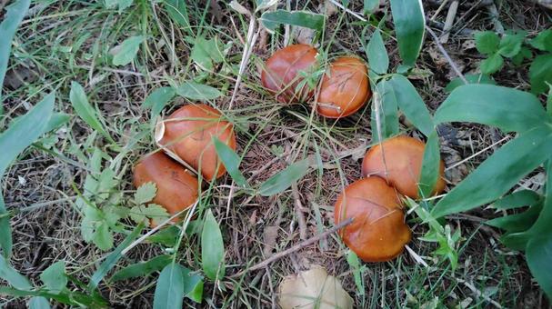 ハナイグチ ハナイグチ キノコ,きのこ,茸の写真素材