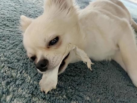 歯磨きガムを噛みながら眠たいチワワ チワワ,ペット,噛むの写真素材