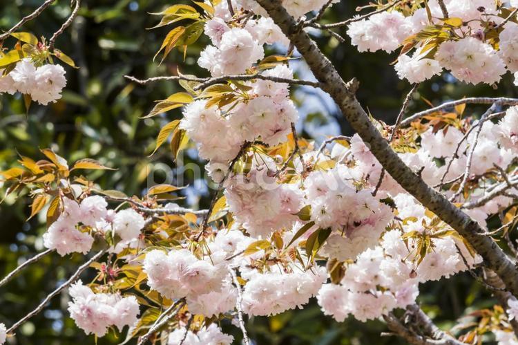 滝頭公園の八重桜5（田原市） 八重桜,桜,田原市の写真素材