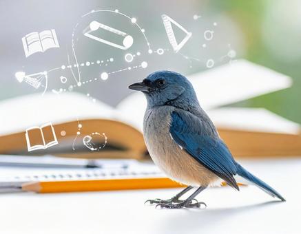 本を読む青い鳥 本を読む青い鳥の写真