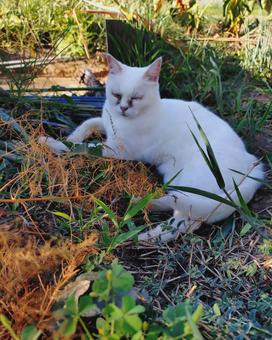 猫 秋ですね〜3 猫 秋ですね〜3の写真