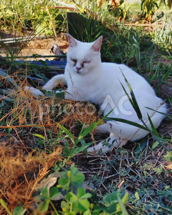 猫　秋ですね〜3 猫,白猫,外の写真素材